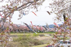 相川水辺公園、さくら、鯉のぼり、4月春、岐阜県不破郡の観光・撮影スポットの画像と写真