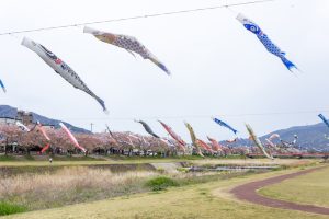 相川水辺公園、さくら、鯉のぼり、4月春、岐阜県不破郡の観光・撮影スポットの画像と写真