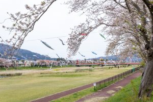 相川水辺公園、さくら、鯉のぼり、4月春、岐阜県不破郡の観光・撮影スポットの画像と写真