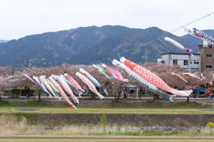 相川水辺公園、さくら、鯉のぼり、4月春、岐阜県不破郡の観光・撮影スポットの画像と写真