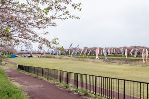 相川水辺公園、さくら、鯉のぼり、4月春、岐阜県不破郡の観光・撮影スポットの画像と写真