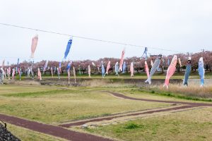相川水辺公園、さくら、鯉のぼり、4月春、岐阜県不破郡の観光・撮影スポットの画像と写真