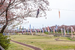 相川水辺公園、さくら、鯉のぼり、4月春、岐阜県不破郡の観光・撮影スポットの画像と写真