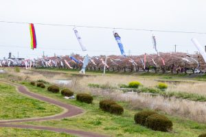 相川水辺公園、さくら、鯉のぼり、4月春、岐阜県不破郡の観光・撮影スポットの画像と写真