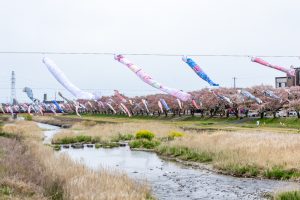 相川水辺公園、さくら、鯉のぼり、4月春、岐阜県不破郡の観光・撮影スポットの画像と写真