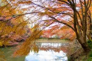 穴弘法、紅葉、ライトアップ、11月秋、岐阜県土岐市の観光・撮影スポットの画像と写真