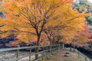 穴弘法、紅葉、ライトアップ、11月秋、岐阜県土岐市の観光・撮影スポットの画像と写真