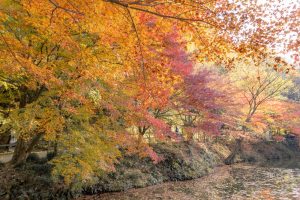 穴弘法、紅葉、ライトアップ、11月秋、岐阜県土岐市の観光・撮影スポットの画像と写真