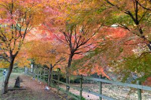 穴弘法、紅葉、ライトアップ、11月秋、岐阜県土岐市の観光・撮影スポットの画像と写真