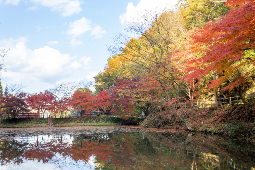 穴弘法、紅葉、ライトアップ、11月秋、岐阜県土岐市の観光・撮影スポットの画像と写真