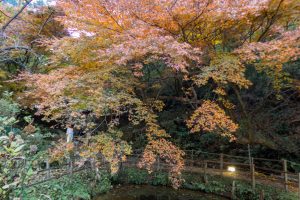 穴弘法、紅葉、ライトアップ、11月秋、岐阜県土岐市の観光・撮影スポットの画像と写真