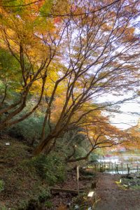 穴弘法、紅葉、ライトアップ、11月秋、岐阜県土岐市の観光・撮影スポットの画像と写真
