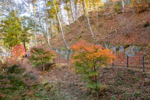 恵那峡さざなみ公園、紅葉。11月秋、岐阜県恵那市の観光・撮影スポットの名所