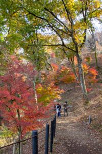 恵那峡さざなみ公園、紅葉。11月秋、岐阜県恵那市の観光・撮影スポットの名所