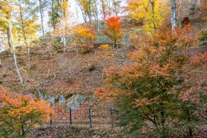 恵那峡さざなみ公園、紅葉。11月秋、岐阜県恵那市の観光・撮影スポットの名所