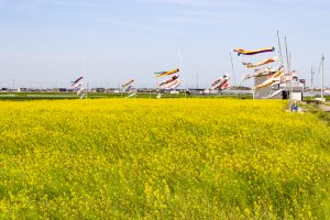 フローラルガーデンよさみ、鯉のぼり、菜の花、4月春の花、愛知県刈谷市の観光・撮影スポットの画像と写真