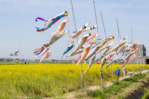 フローラルガーデンよさみ、鯉のぼり、菜の花、4月春の花、愛知県刈谷市の観光・撮影スポットの画像と写真