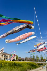 フローラルガーデンよさみ、鯉のぼり、菜の花、4月春の花、愛知県刈谷市の観光・撮影スポットの画像と写真