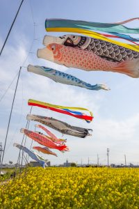 フローラルガーデンよさみ、鯉のぼり、菜の花、4月春の花、愛知県刈谷市の観光・撮影スポットの画像と写真
