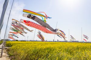 フローラルガーデンよさみ、鯉のぼり、菜の花、4月春の花、愛知県刈谷市の観光・撮影スポットの画像と写真