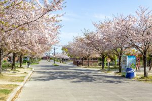 フローラルガーデンよさみ、桜、4月春の花、愛知県刈谷市の観光・撮影スポットの画像と写真