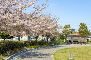 フローラルガーデンよさみ、桜、4月春の花、愛知県刈谷市の観光・撮影スポットの画像と写真