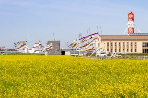 フローラルガーデンよさみ、鯉のぼり、菜の花、4月春の花、愛知県刈谷市の観光・撮影スポットの画像と写真