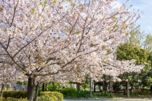 フローラルガーデンよさみ、桜、4月春の花、愛知県刈谷市の観光・撮影スポットの画像と写真