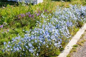 フローラルガーデンよさみ、4月春の花、愛知県刈谷市の観光・撮影スポットの画像と写真