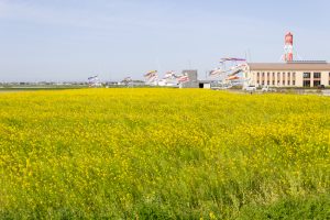 フローラルガーデンよさみ、鯉のぼり、菜の花、4月春の花、愛知県刈谷市の観光・撮影スポットの画像と写真