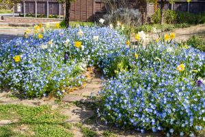 フローラルガーデンよさみ、4月春の花、愛知県刈谷市の観光・撮影スポットの画像と写真