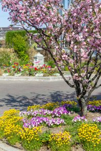 フローラルガーデンよさみ、4月春の花、愛知県刈谷市の観光・撮影スポットの画像と写真