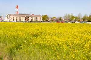 フローラルガーデンよさみ、鯉のぼり、菜の花、4月春の花、愛知県刈谷市の観光・撮影スポットの画像と写真