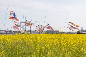 フローラルガーデンよさみ、鯉のぼり、菜の花、4月春の花、愛知県刈谷市の観光・撮影スポットの画像と写真