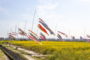 フローラルガーデンよさみ、鯉のぼり、菜の花、4月春の花、愛知県刈谷市の観光・撮影スポットの画像と写真