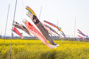 フローラルガーデンよさみ、鯉のぼり、菜の花、4月春の花、愛知県刈谷市の観光・撮影スポットの画像と写真