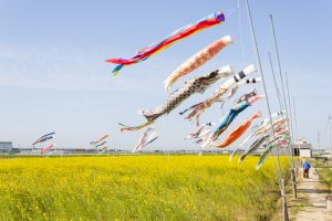 フローラルガーデンよさみ、鯉のぼり、菜の花、4月春の花、愛知県刈谷市の観光・撮影スポットの画像と写真