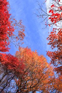 御在所ロープウェイ、紅葉、11月秋、三重県三重郡の観光・撮影スポットの名所