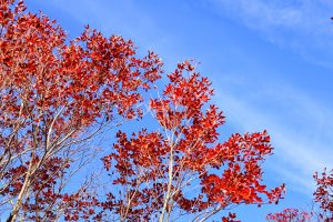 御在所ロープウェイ、紅葉、11月秋、三重県三重郡の観光・撮影スポットの名所