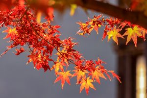 行基寺、紅葉、11月秋、岐阜県海津市の観光・撮影スポットの画像と写真
