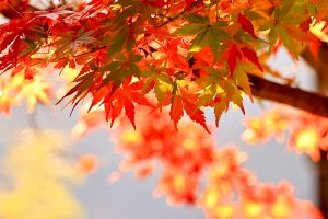 行基寺、紅葉、11月秋、岐阜県海津市の観光・撮影スポットの画像と写真