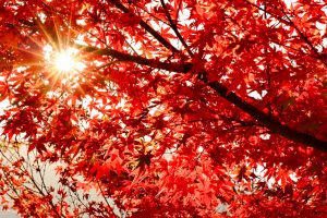行基寺、紅葉、11月秋、岐阜県海津市の観光・撮影スポットの画像と写真