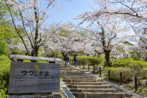 東山動植物園、桜祭り　3月春の花名古屋市千種区の観光・撮影スポットの写真