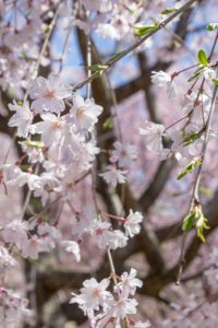 東山動植物園、桜祭り　3月春の花名古屋市千種区の観光・撮影スポットの写真