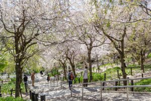東山動植物園、桜祭り　3月春の花名古屋市千種区の観光・撮影スポットの写真