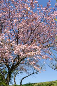 東山動植物園、桜祭り　3月春の花名古屋市千種区の観光・撮影スポットの写真