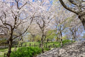 東山動植物園、桜祭り　3月春の花名古屋市千種区の観光・撮影スポットの写真