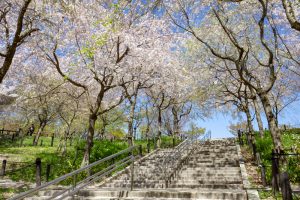 東山動植物園、桜祭り　3月春の花名古屋市千種区の観光・撮影スポットの写真
