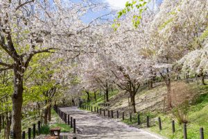 東山動植物園、桜祭り　3月春の花名古屋市千種区の観光・撮影スポットの写真
