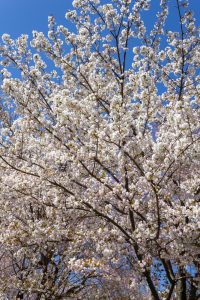 東山動植物園、桜祭り　3月春の花名古屋市千種区の観光・撮影スポットの写真